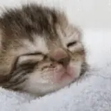 Figurinha de Animais para WhatsApp