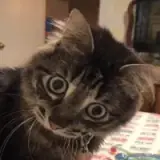 Figurinha de Gatos para WhatsApp