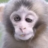 Animais WhatsApp sticker