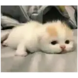 Figurinha de Gatos para WhatsApp