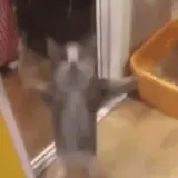 Gatos WhatsApp sticker