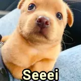 Figurinha de Cachorros para WhatsApp