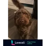 Sticker para WhatsApp