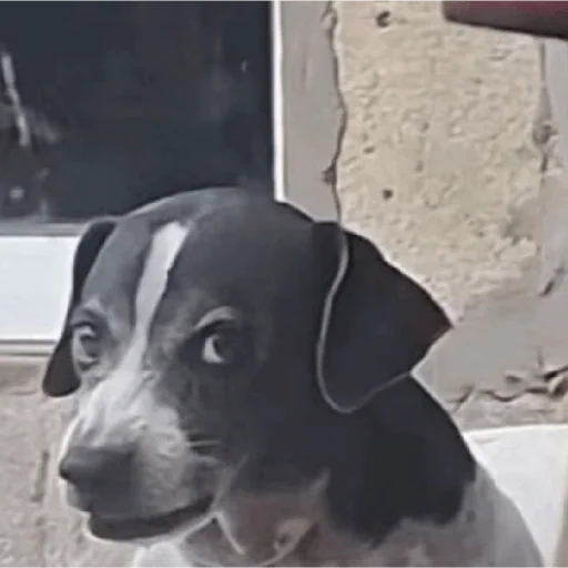 Figurinha para WhatsApp — Cachorros