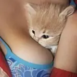 Figurinha de Gatos para WhatsApp