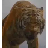 Sticker de Animais para WhatsApp