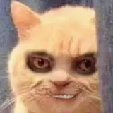 Figurinha de Gatos para WhatsApp