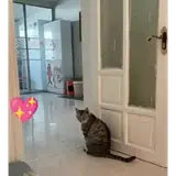 Figurinha de Gatos para WhatsApp