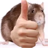 Figurinha de Animais para WhatsApp