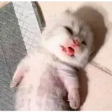 Figurinha de Gatos para WhatsApp