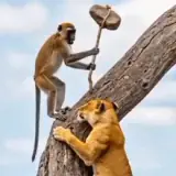 Figurinha de Animais para WhatsApp