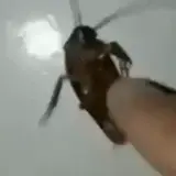 Figurinha de Animais para WhatsApp