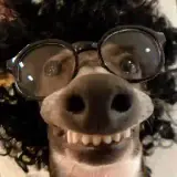 Figurinha para WhatsApp