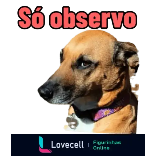 Coletadas sticker 33034