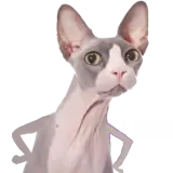 Figurinha para WhatsApp
