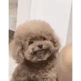 Figurinha de Cachorros para WhatsApp