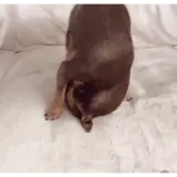 Sticker de Cachorros para WhatsApp