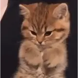 Gatos WhatsApp sticker