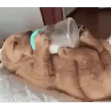 Figurinha de Cachorros para WhatsApp