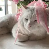 Sticker de Gatos para WhatsApp