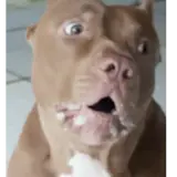 Figurinha de Cachorros para WhatsApp