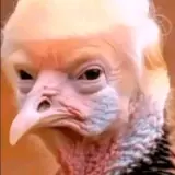 Figurinha de Animais para WhatsApp