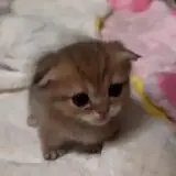 Figurinha para WhatsApp