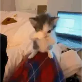 Figurinha de Gatos para WhatsApp