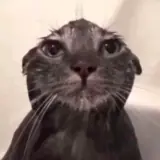 Figurinha de Gatos para WhatsApp