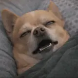 Figurinha para WhatsApp