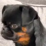 WhatsApp sticker
