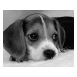 Figurinha de Cachorros para WhatsApp