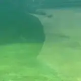 Figurinha para WhatsApp