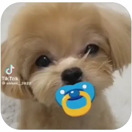 Coletadas sticker 25008