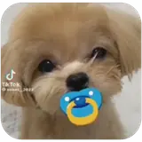 Sticker de Cachorros para WhatsApp