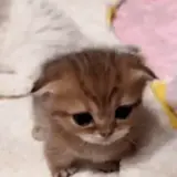 Figurinha de Gatos para WhatsApp