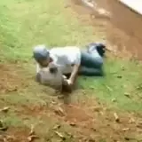 Figurinha de Animais para WhatsApp