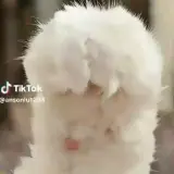 Sticker de Cachorros para WhatsApp