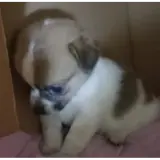 Figurinha de Cachorros para WhatsApp