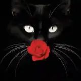 Figurinha de Gatos para WhatsApp