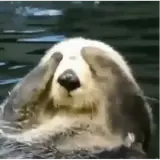 Figurinha de Animais para WhatsApp